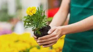 Person holding a flower