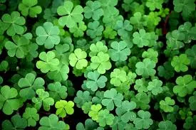 Green Shamrocks