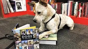 Dog reading a book