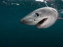 shark