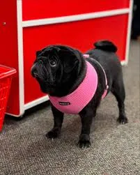 Black Pug with a pink harness