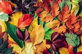 A pile of colorful leaves