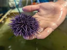 Sea Urchin