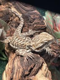 Bearded Dragon on a rock